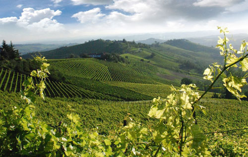 馬凱產區（Marche）