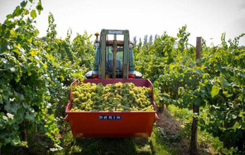 德拉威尼斯（Delle Venezie DOC）法定產區