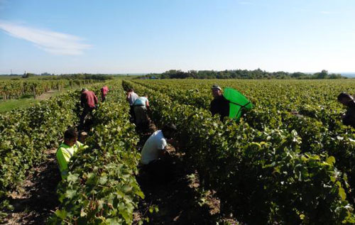 武弗雷產區（Vouvray）