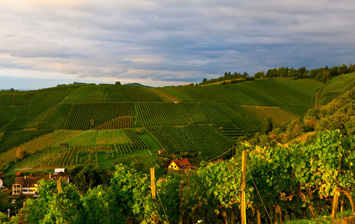 符騰堡產(chǎn)區(qū)（Wurttemberg）