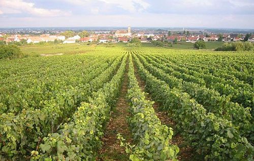 馬沙內(nèi)產(chǎn)區(qū)（Marsannay）