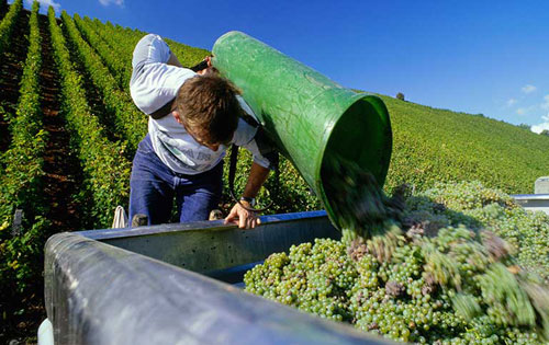 2016年德國(guó)葡萄酒產(chǎn)量預(yù)計(jì)減少4%