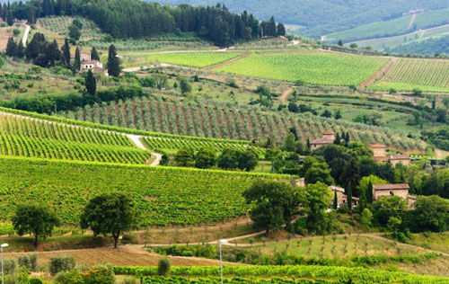 經(jīng)典基安蒂產(chǎn)區(qū)（Chianti Classico）