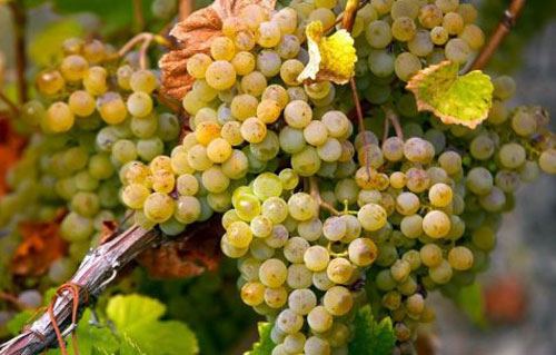 小奧銘（Petite Arvine）