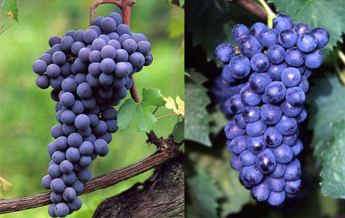 內比奧羅（Nebbiolo）和桑嬌維塞（Sangiovese）