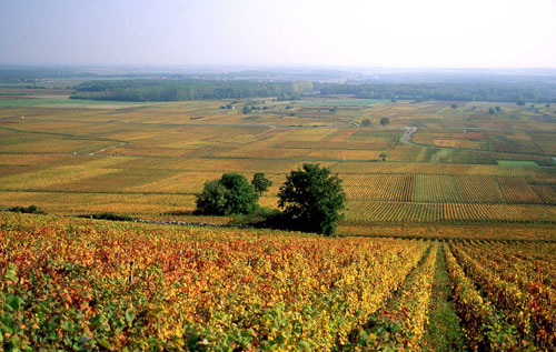 莫雷-圣丹尼（Morey-Saint-Denis）葡萄酒產區