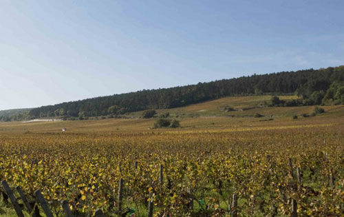 熱夫雷-香貝丹（Gevrey-Chambertin）葡萄酒產區