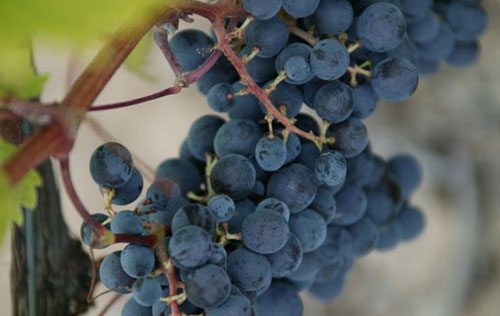 卡內奧羅（Canaiolo）葡萄