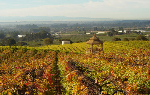 2016年加州葡萄品質卓越產量約390萬噸