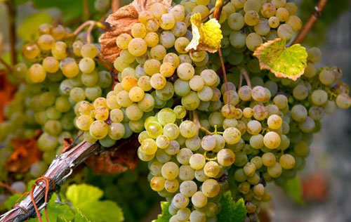 布布蘭克（Bourboulenc）葡萄