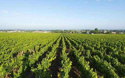 南特產區（Nantais）