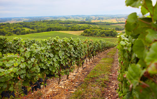 馬迪朗產區（Madiran）