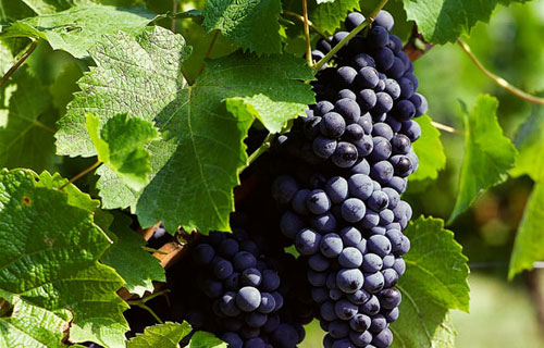 費爾莎伐多（Fer Servadou）葡萄