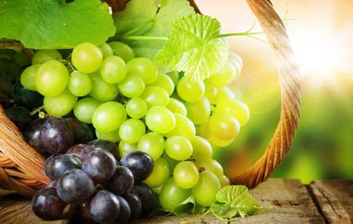 釀酒葡萄品種大全