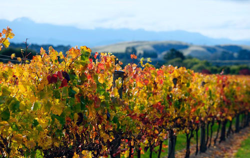 懷拉拉帕產區（Wairarapa）