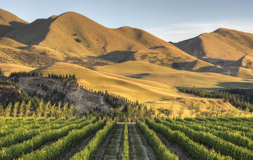 坎特伯雷產區（Canterbury）