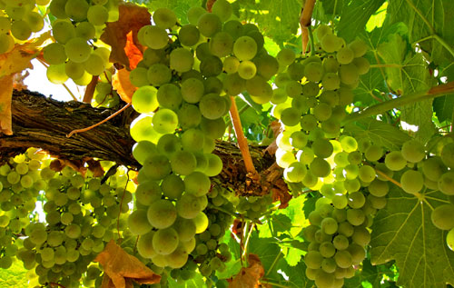 華帝露（Verdelho）葡萄