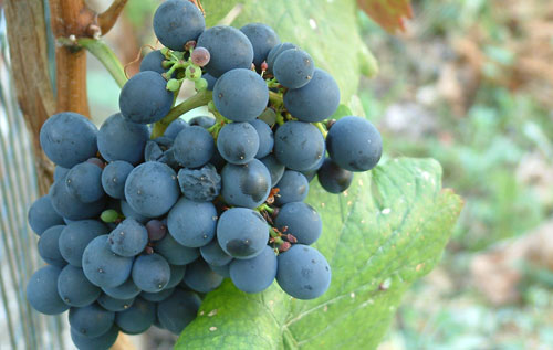 黑莫樂(lè)（Tinta Mole）葡萄