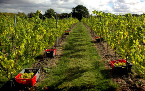 英國葡萄酒生產商數量增加了41%
