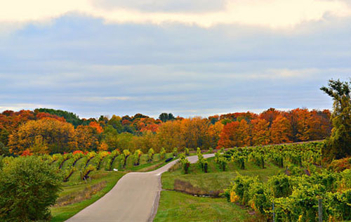 美國密歇根州入選“葡萄酒產區明日之星”
