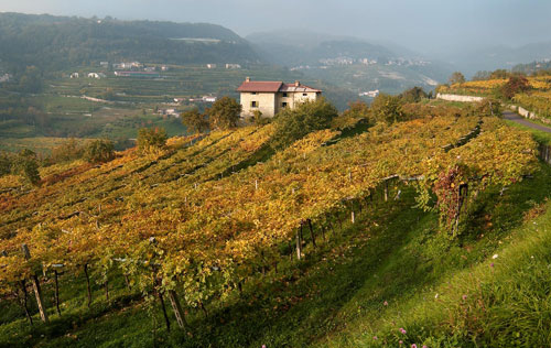 馬西酒莊（Masi Agricola）