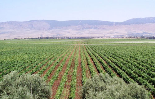 摩洛哥（Morocco）葡萄酒產區(qū)