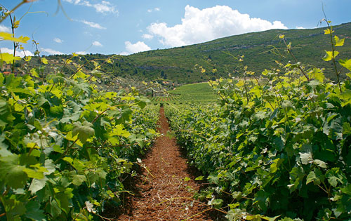 中部高原產區(qū)（Central Plateau）