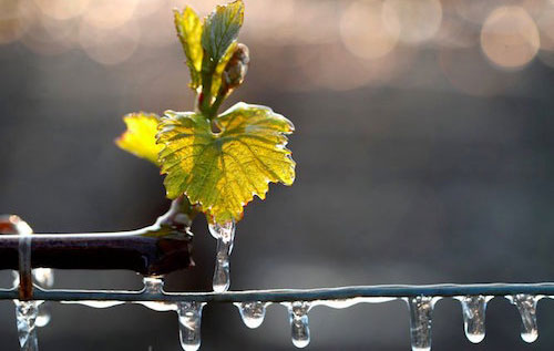 霜凍災(zāi)害或致波爾多葡萄酒減產(chǎn)3.5億瓶