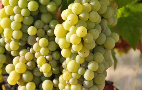 賽美蓉（Semillon）