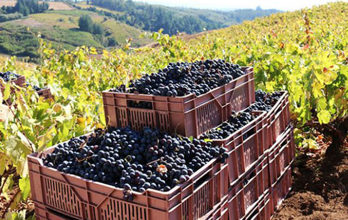 拉尼娜現象造成今年智利葡萄采收提前