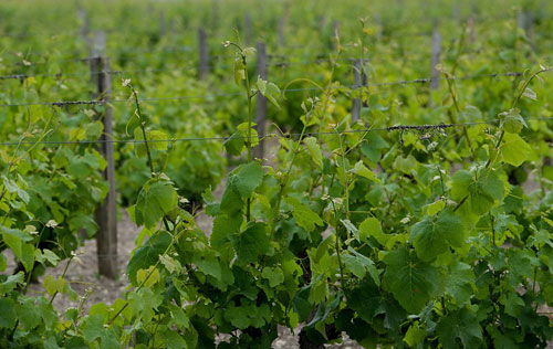 四月霜凍災害或導致波爾多葡萄酒價格上漲