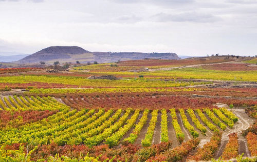 里奧哈產(chǎn)區(qū)將出臺單一葡萄園分級體系