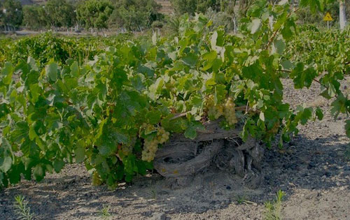 阿斯提可（Assyrtiko）