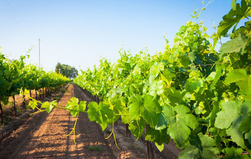 洛迪產區（Lodi）