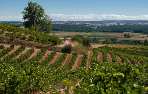 盧埃達產區（Rueda）