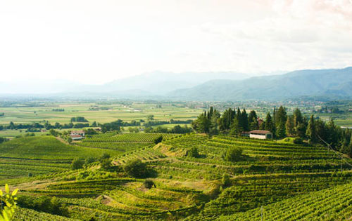 意大利考里奧DOC產區將升級為DOCG產區