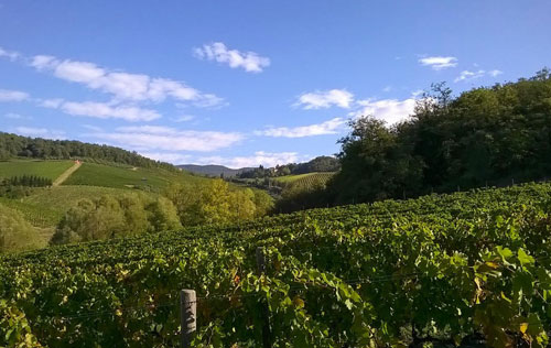 意大利成有機(jī)葡萄酒生產(chǎn)大國