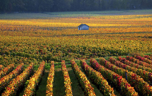 伯恩產區（Beaune）