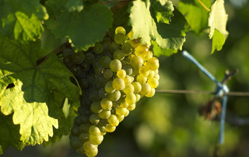 綠維特利納（Gruner Veltliner）