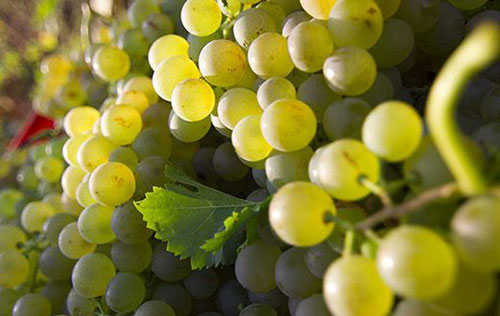 2017年阿斯蒂產區葡萄產量將減產超過5%