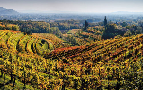 意大利葡萄酒產區