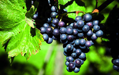 藍威德巴赫（Blauer Wildbacher）