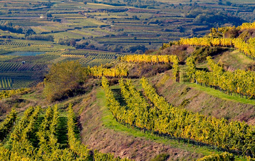 坎普谷產區（Kamptal DAC）