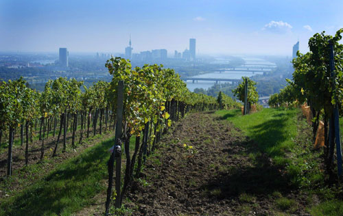 維也納產區（Wien）