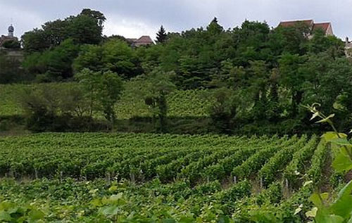 法國(guó)當(dāng)局正式公布勃艮第新增2個(gè)AOC產(chǎn)區(qū)