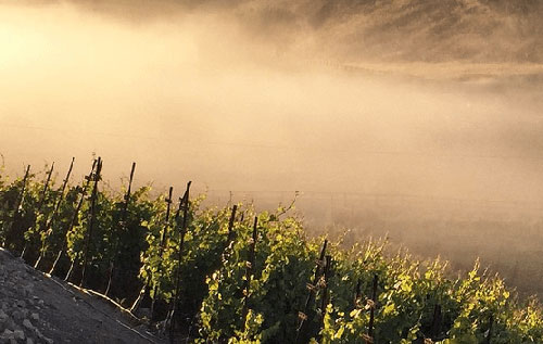 佩塔盧馬峽谷成為美國最新法定種植區