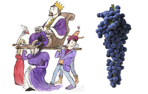 高高在上的國(guó)王——赤霞珠（Cabernet Sauvignon）