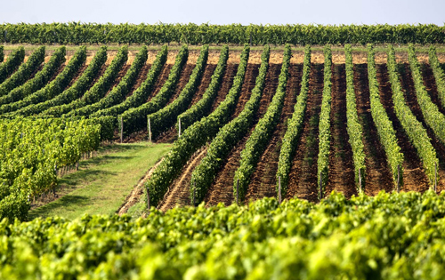 2017年全球葡萄種植面積基本保持穩定