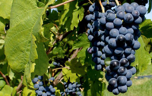 弗雷伊薩（Freisa）