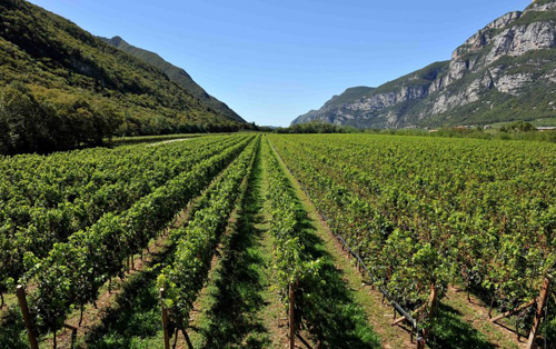 威尼姿產區（Delle Venezie DOC）